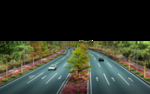 道路绿化 景观效果图