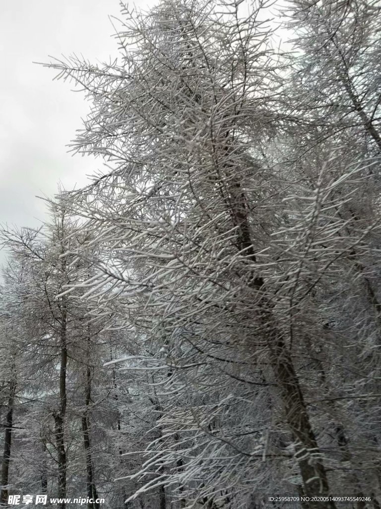 雪中即景