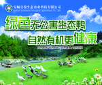 生态鸭