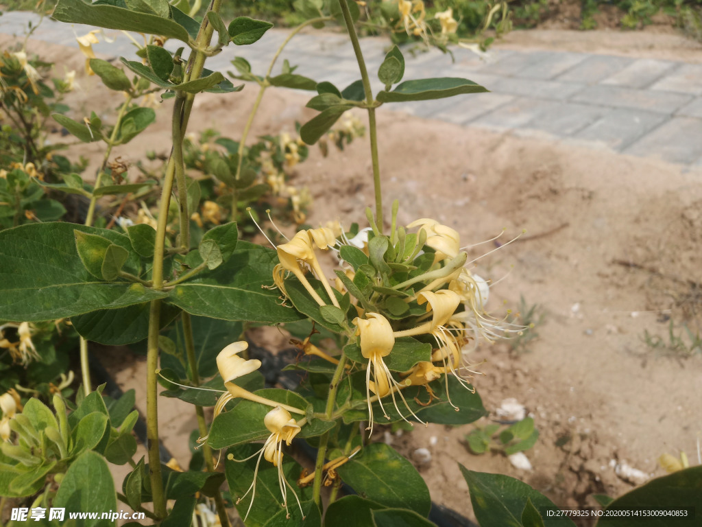 金银花