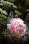 牡丹花