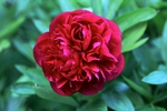 牡丹花