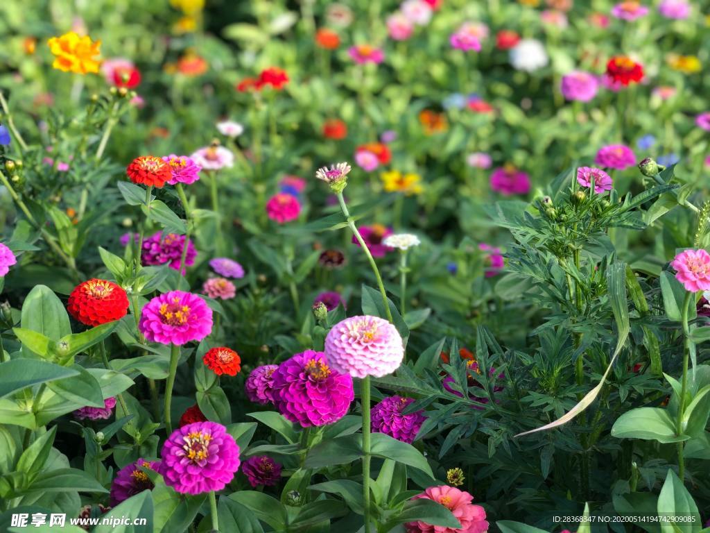 牡丹花