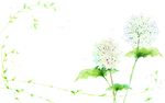 梦幻花纹