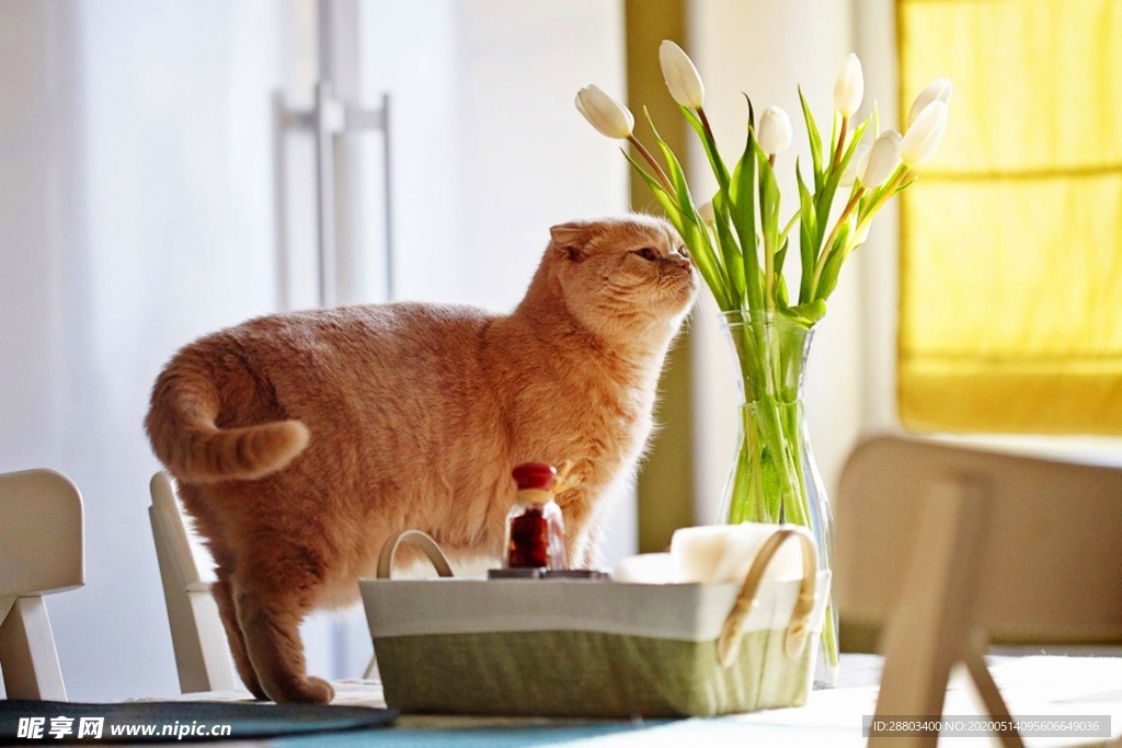 猫咪