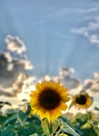 向日葵花海