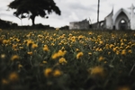 向日葵花海