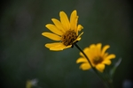 野菊花