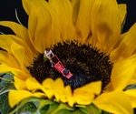 向日葵创意摄影