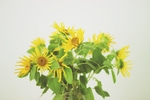 向日葵插花