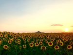 向日葵花海