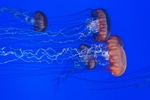 水母