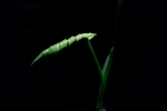 绿色植物