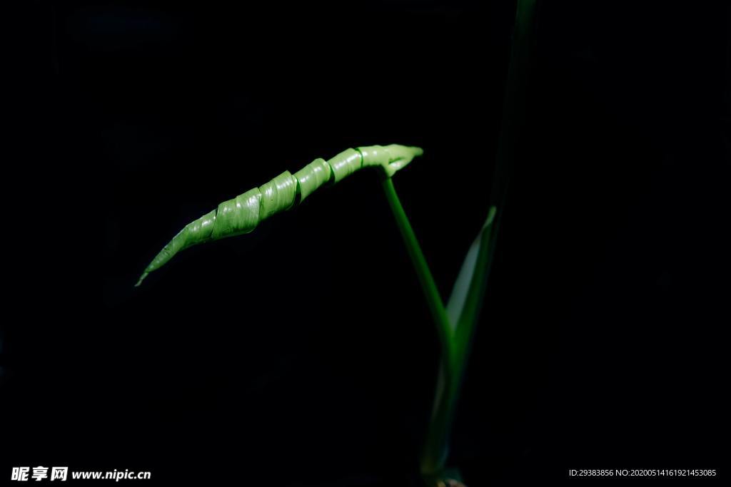 绿色植物