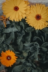 野菊花