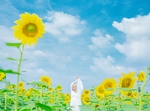 向日葵花海