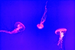 水母