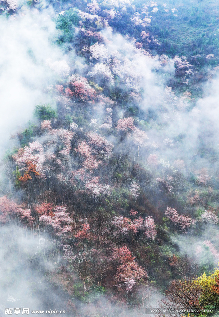 烂漫樱花
