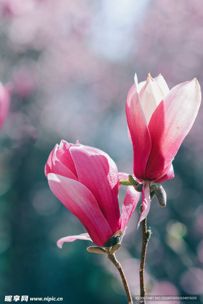 粉色的春天色调玉兰花开