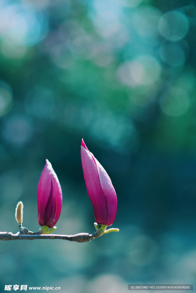 梦幻朦胧的红玉兰花花蕾