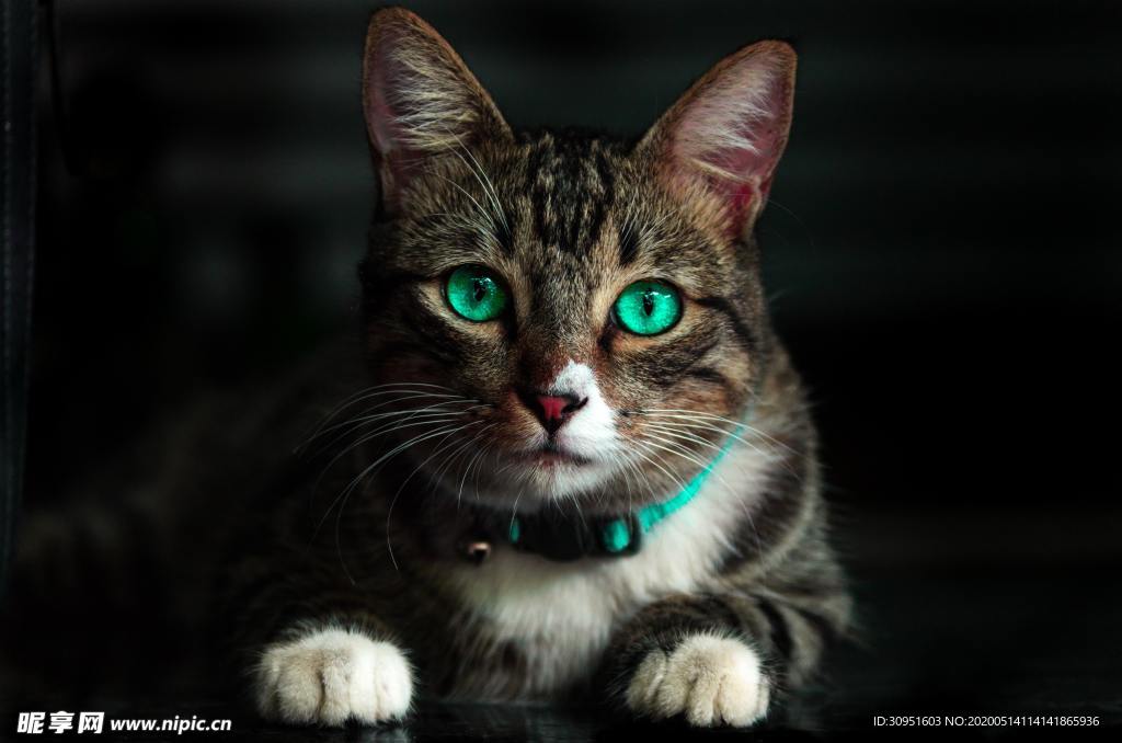 猫