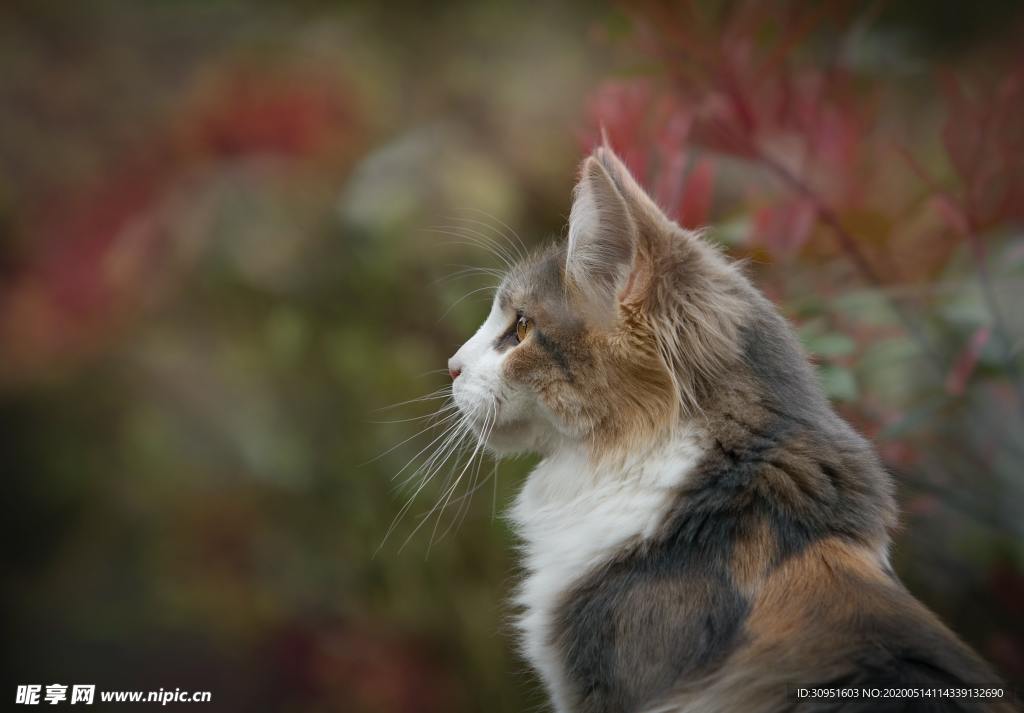 猫