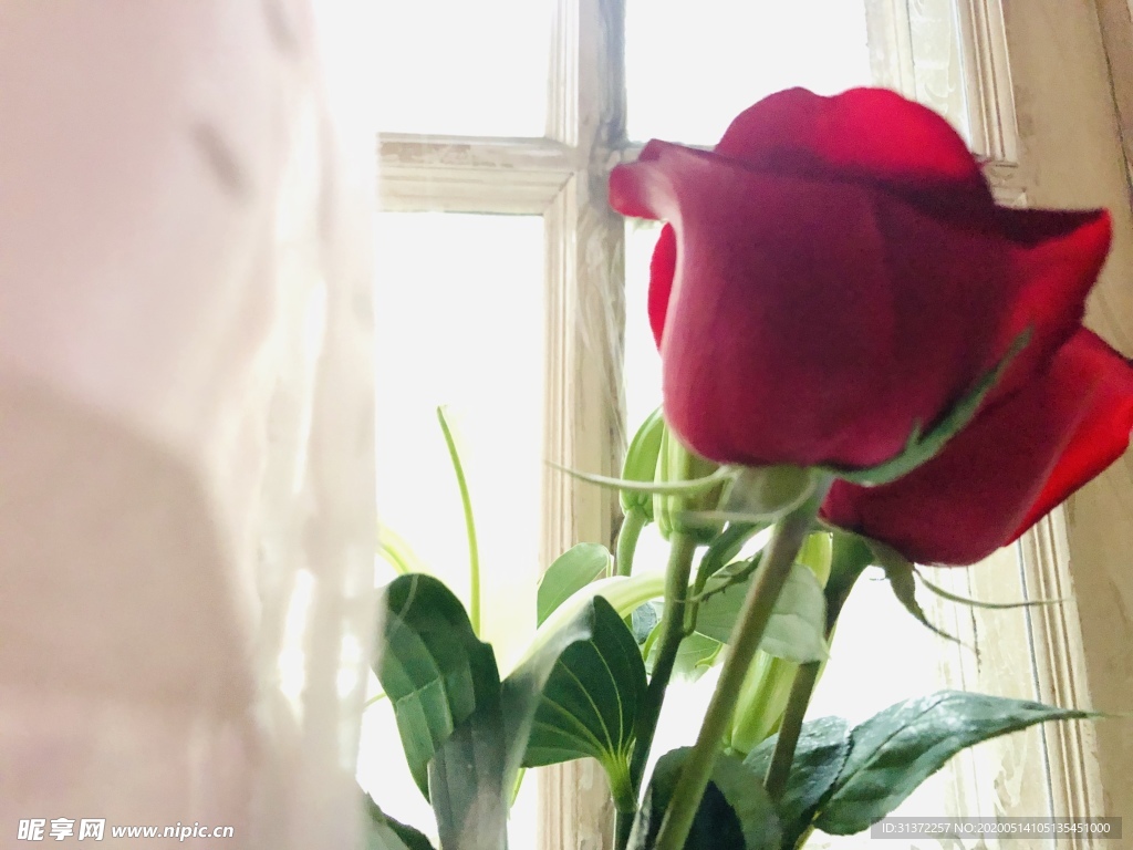 窗边的玫瑰