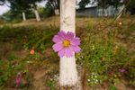 花扣子