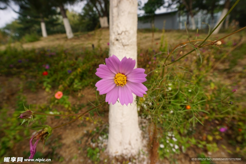 花扣子