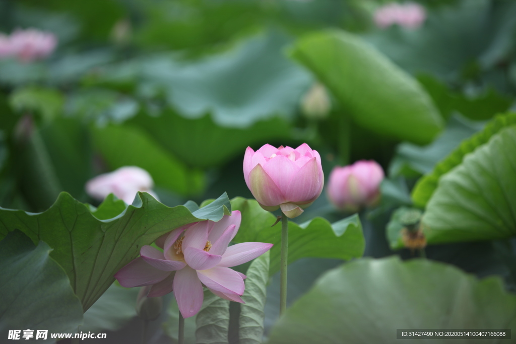 荷花