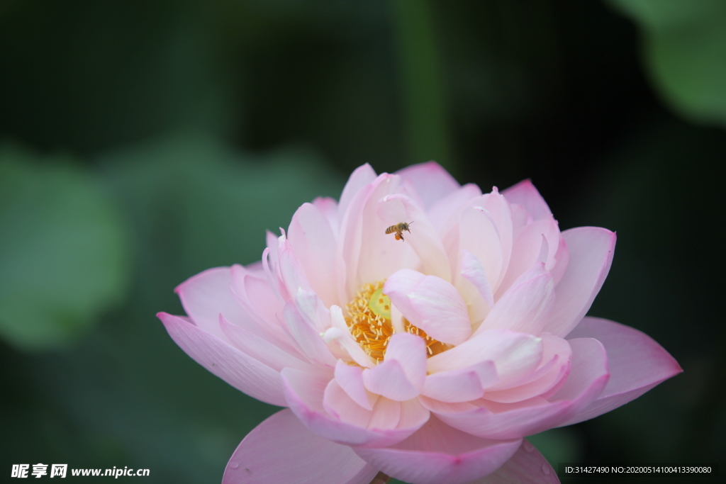 蜜蜂荷花