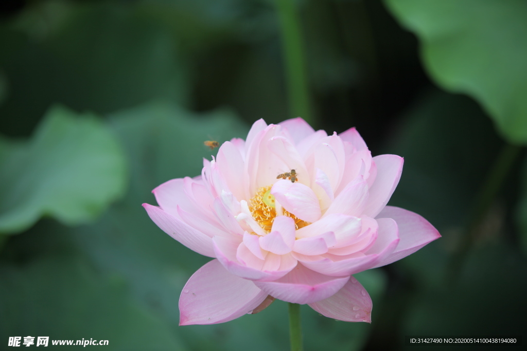 荷花与蜜蜂