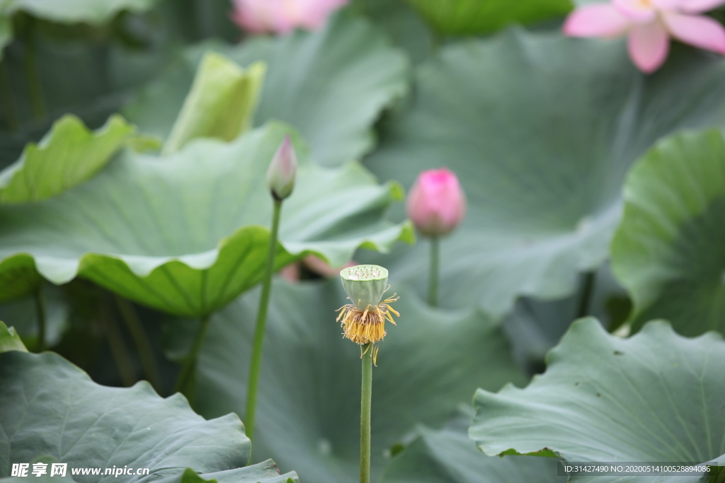 荷花