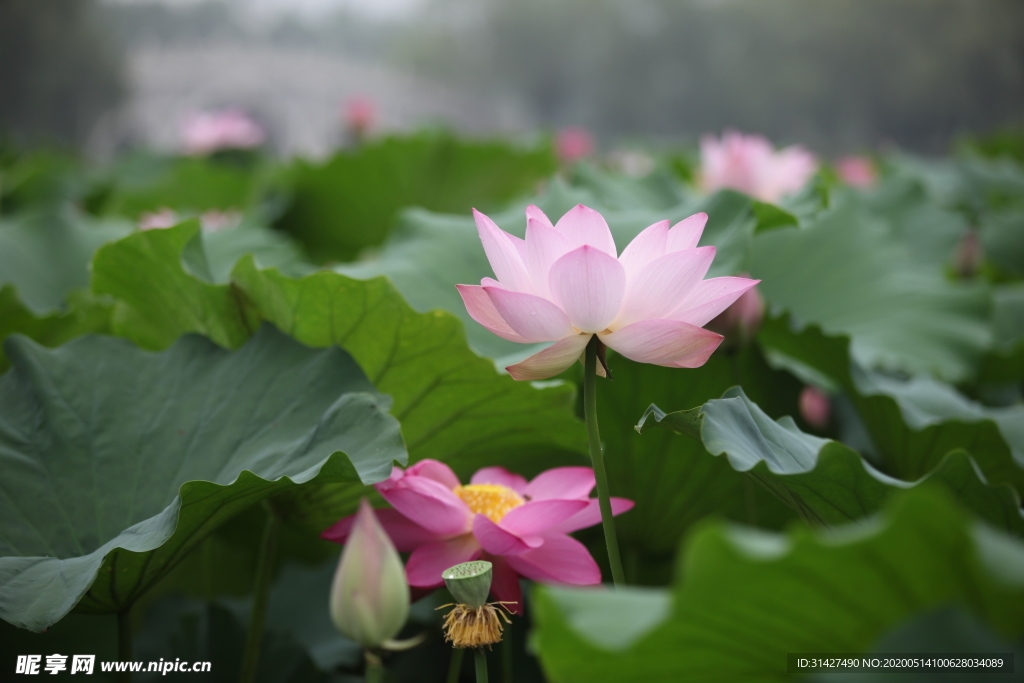 荷花