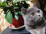 蓝猫