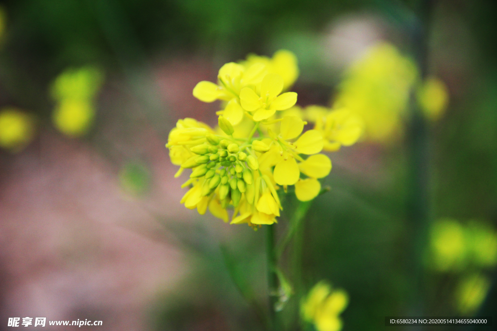 油菜花