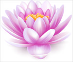 粉色的莲花