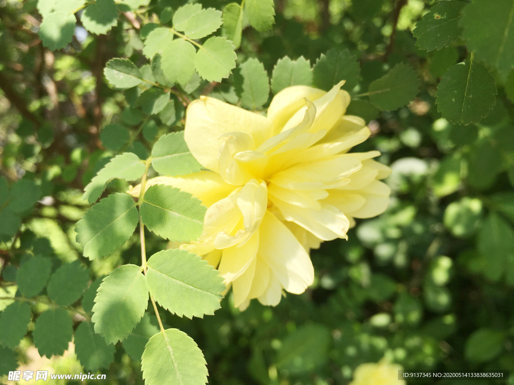 木香花