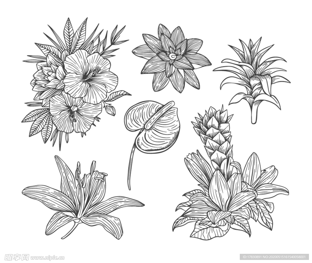 线条插画矢量花朵花开