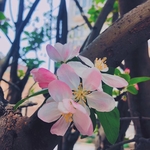 海棠花