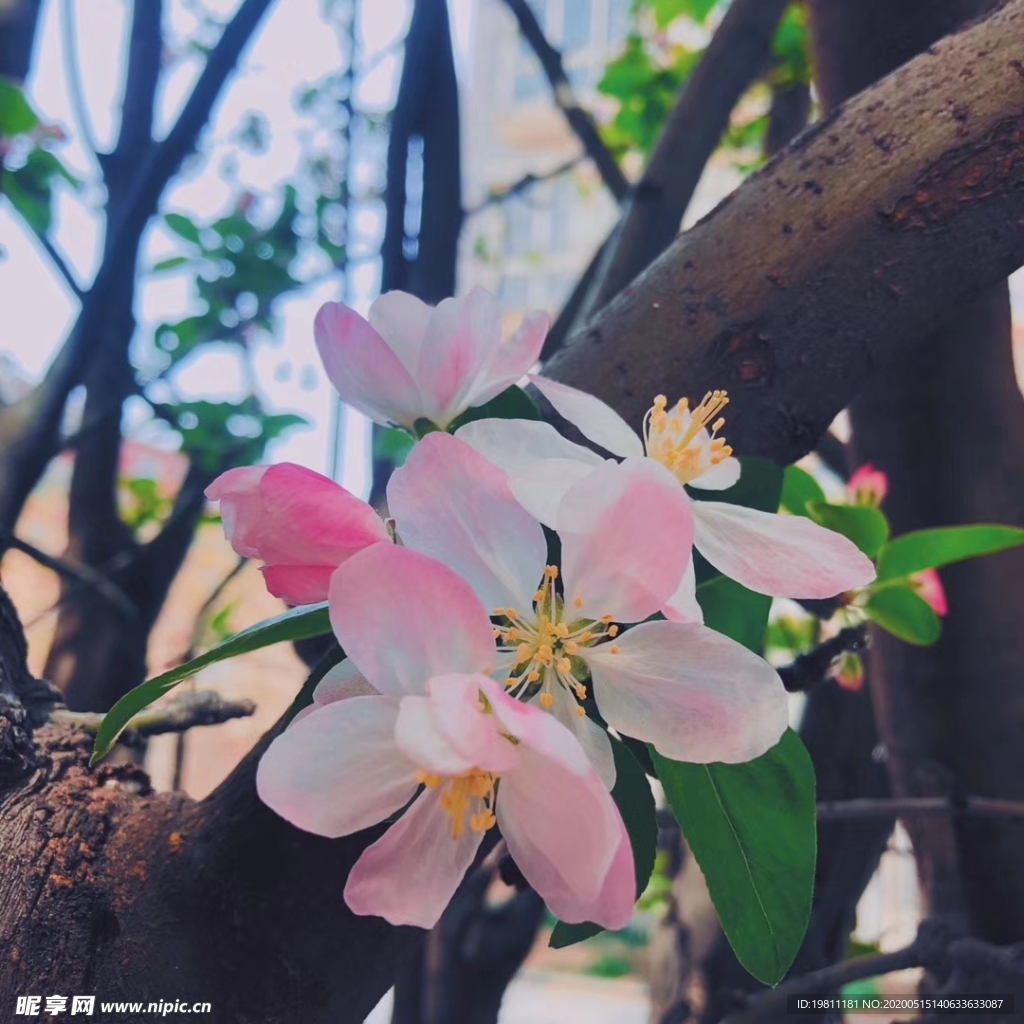 海棠花