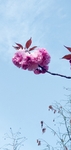 粉红色的花