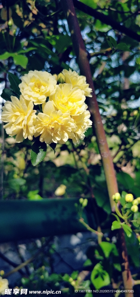 黄色的花