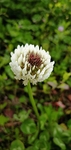 车轴草