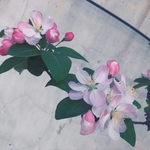 海棠或樱花