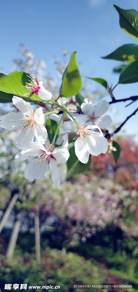 白海棠/白樱花 不确定