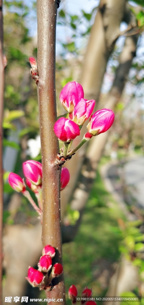 海棠花