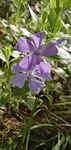 蔓长春花