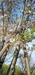 白樱花