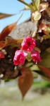 樱花吗